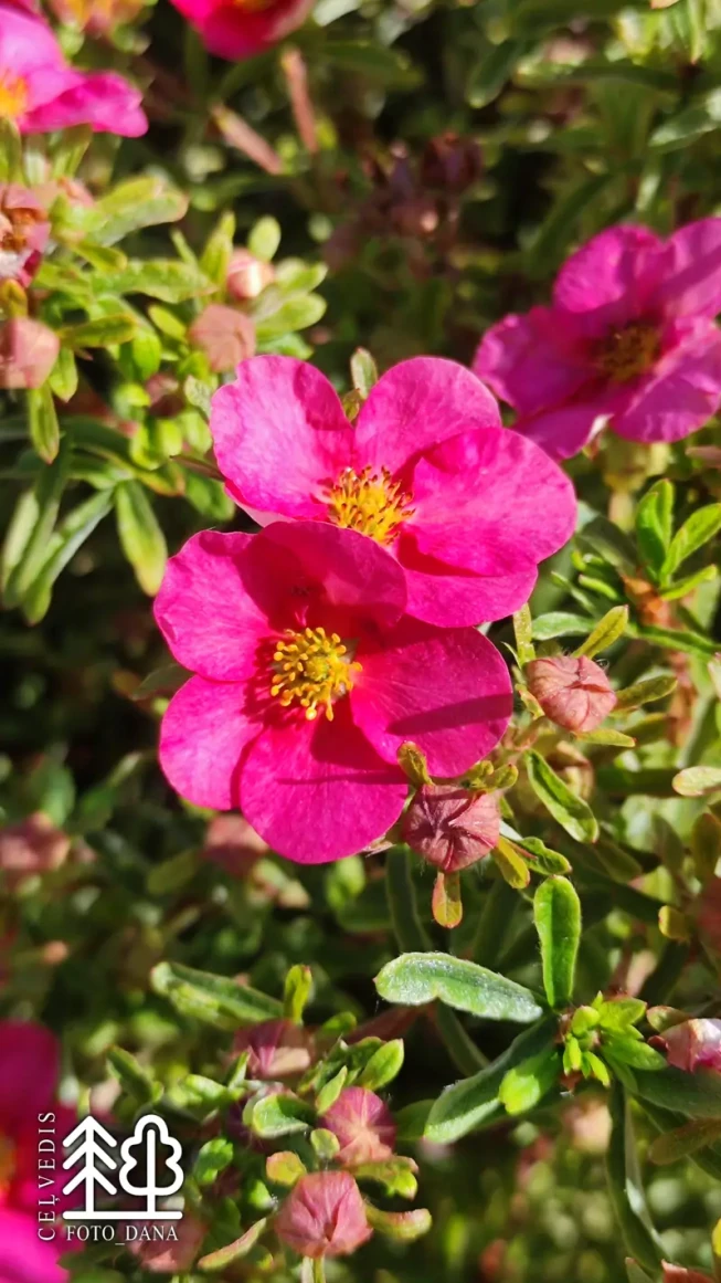 Potentilla fruticosa    BELLISSIMA = 'Hachliss'